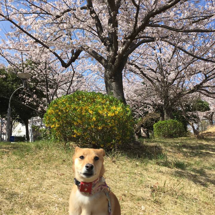 548e6aae fe8b 4b42 accf b7a3d2855442 1522403198841