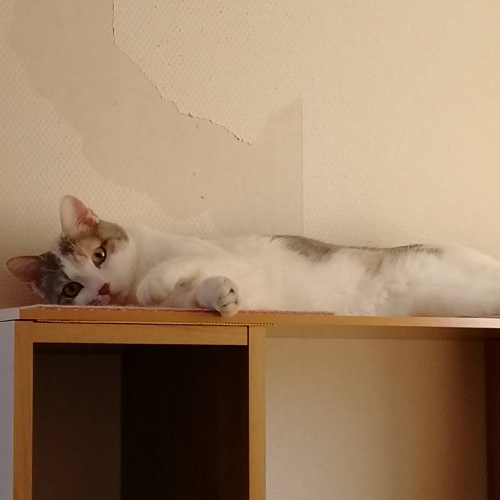 54946298 13e8 473e 8dfc f68a4e3fca36 1557300515561