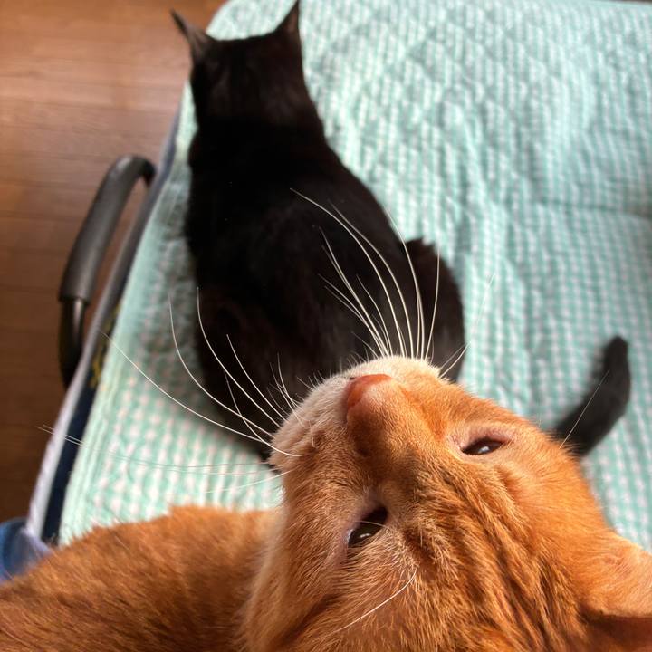 54978335 d011 4b6a 8f42 9768b052c481 1746394830602