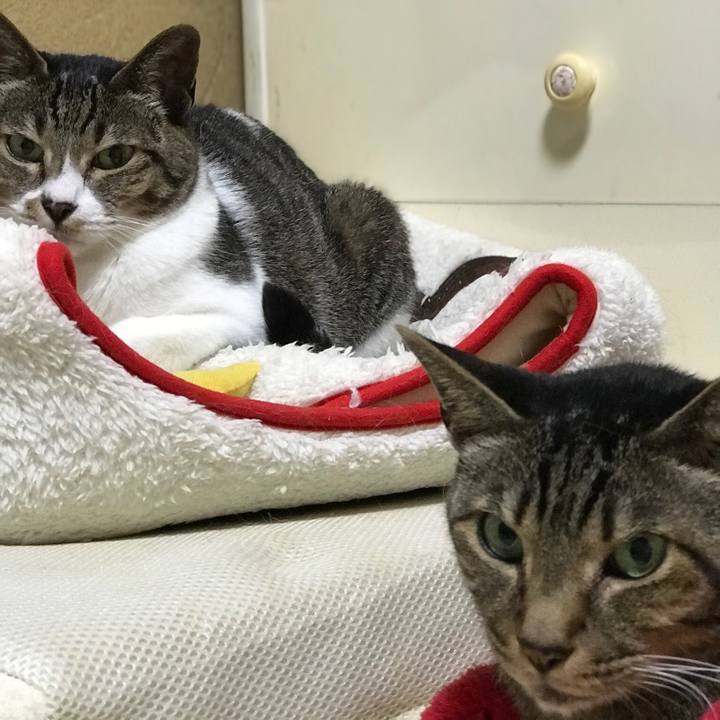 5498441e df72 479c 87a3 6a0792b7bea0 1527642503766