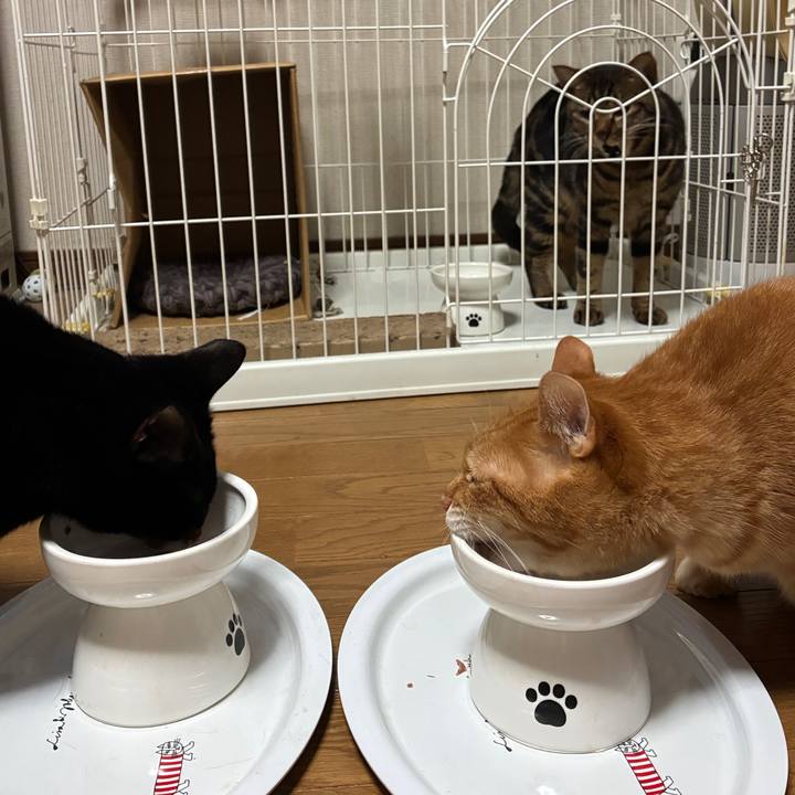 54994ac2 351b 4cc3 ae2d d1d10e6276cb 1770759826469