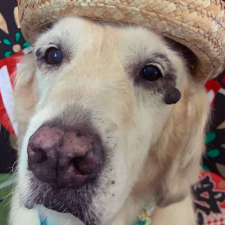 549a7941 968c 4db7 9ea0 9b269aa64fef 1597532269730