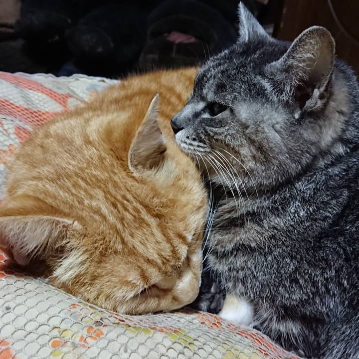 549ef7a9 876d 4ae2 ab5a 28235556cdc7 1584711832639