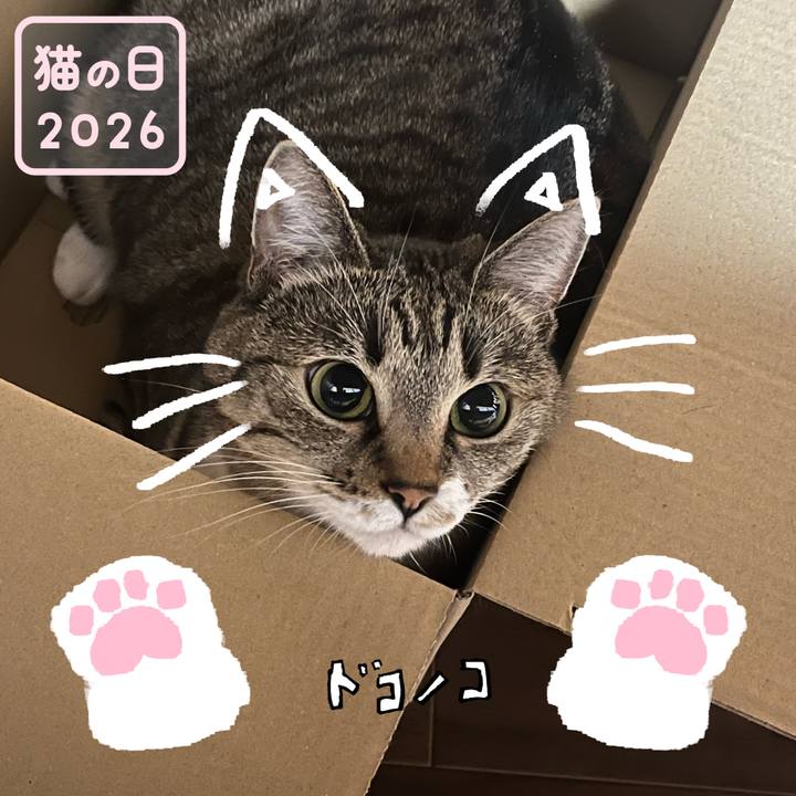 54a03679 3da4 418e bb63 a2b194f6d00e 1771765669635