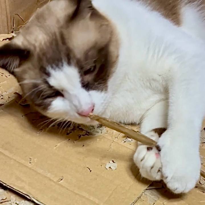 54a0736b f6f1 4bcc 8ecf ba5adc333a9c 1760355355646