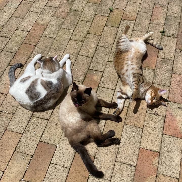 54a0bf31 2247 49d2 88fb 2dccd4e3dbe5 1590562079872