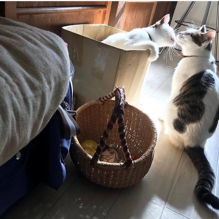 54a0c941 bddd 4615 8886 d976c4c6af03 1526954899612