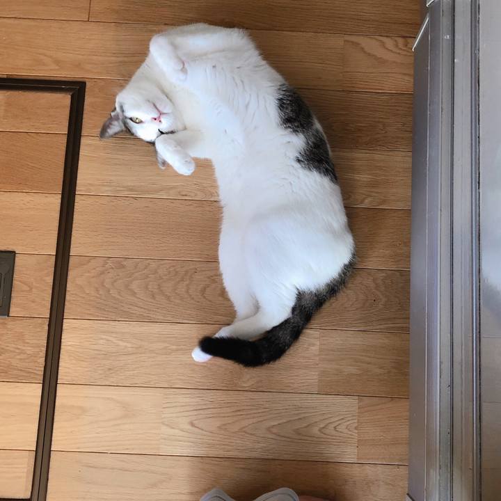 54a14cb5 e24f 4d98 b388 c37f6c0bdae1 1598755435705