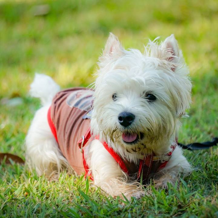 54a44e3a f1c6 4780 8085 af48a90dee33 1538561002244