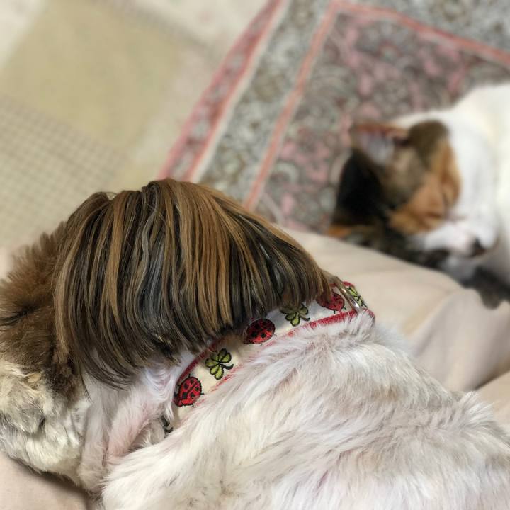 54a641f1 1076 4a19 b57a a8175c3c0d77 1524294750395