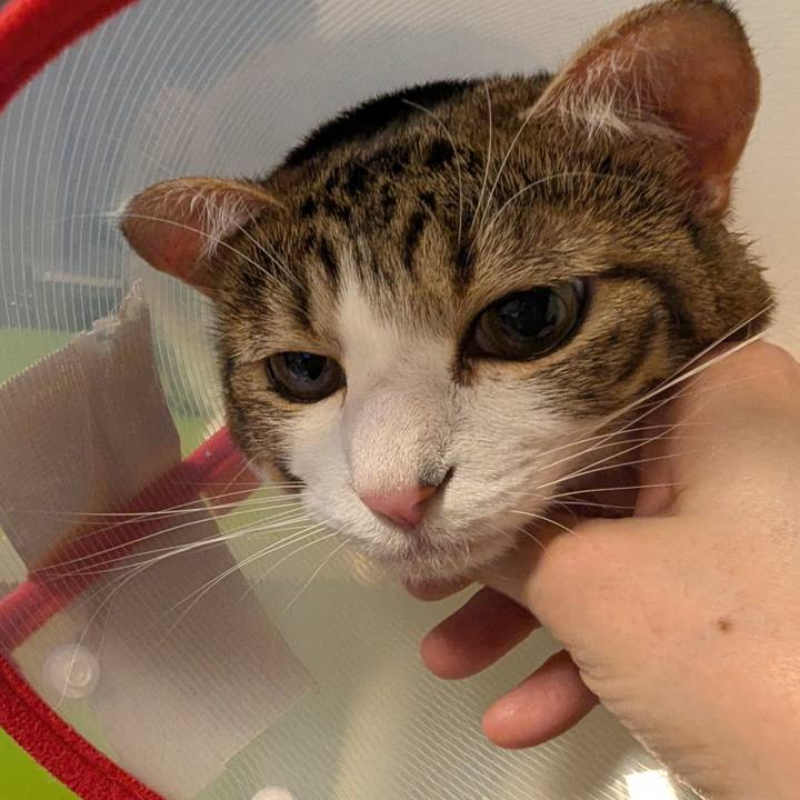 54a7193b 6d3e 4772 8567 52ab6ddf5797 1770465615738