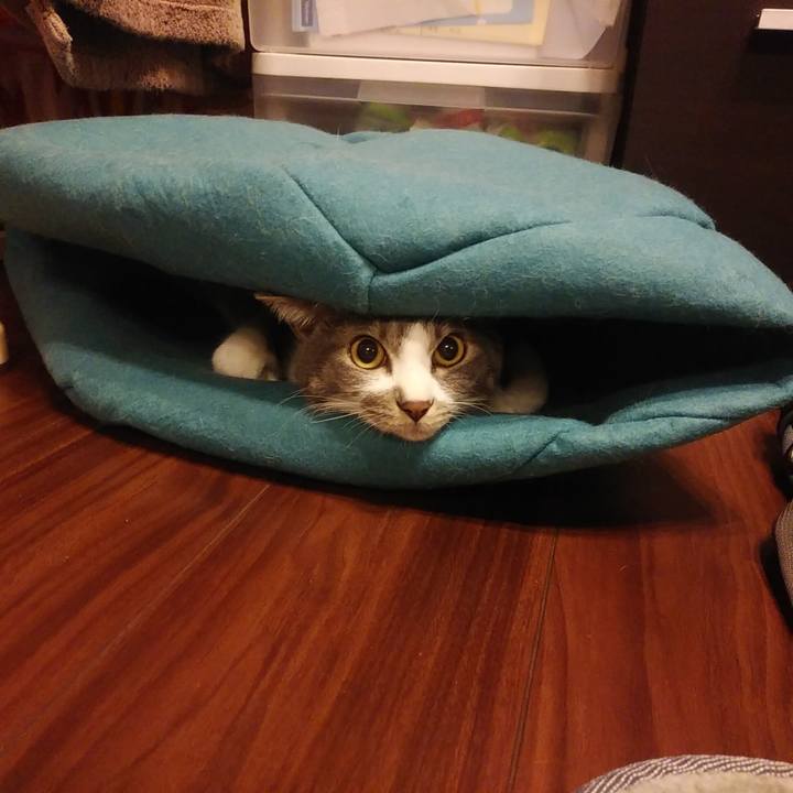 54ab59a3 24df 487a b290 647ca1225794 1587124964776