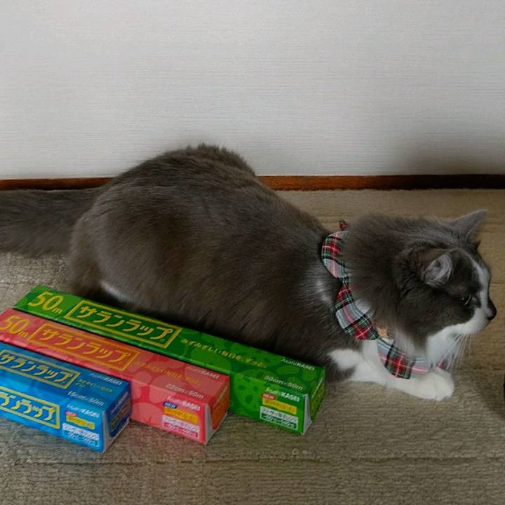 54ab6619 8302 402e 8593 19e2e009355a 1585465638987