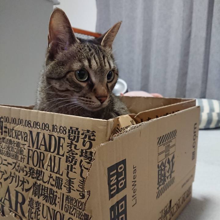 54acdcec 1fc2 40c2 8938 76d41a260836 1587397248753