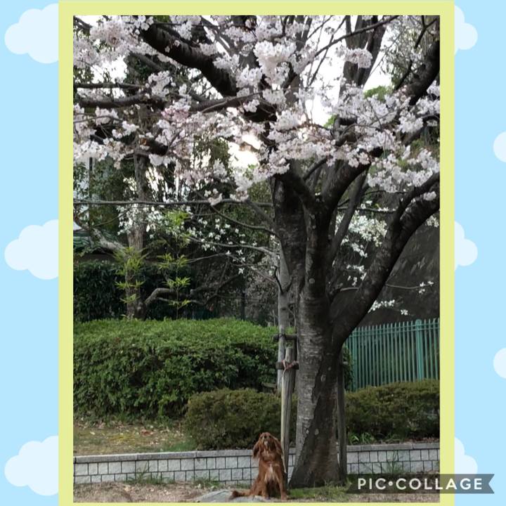 54acf1a3 33d1 4e35 ae59 0462004b1208 1554021461286