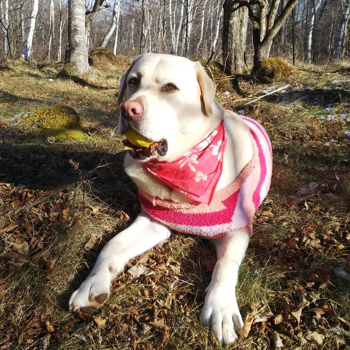 54ad9299 3214 495e 9f60 8b85c96860fe 1546332051520