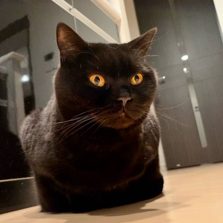 54ae2514 9ba7 438a b912 d18ea1e5a02f 1712567734922