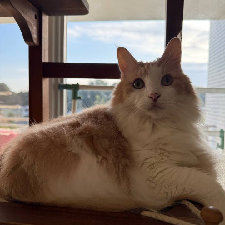 54ae8b0f 3bfb 4164 91de d8adf8fc9766 1761777814342