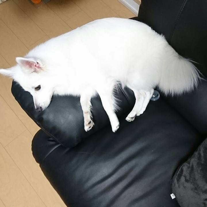 54afba26 8071 4fd1 a241 7ef813483107 1511595193677