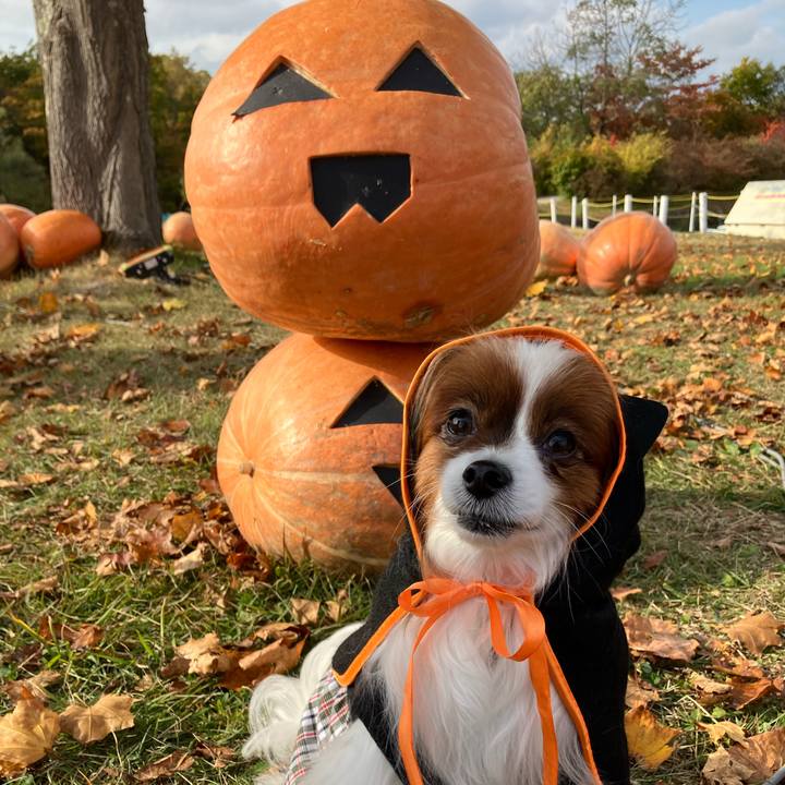 54b1a914 fa23 4266 81b3 520740678703 1761372326410