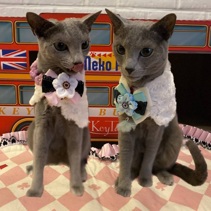 54b490d8 f2ac 460d a6b9 4ebe79c6d2dd 1709741617060