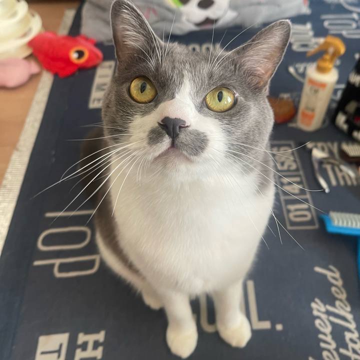 54b4a241 bec7 4533 97ff f1adaf6a077f 1728778990393