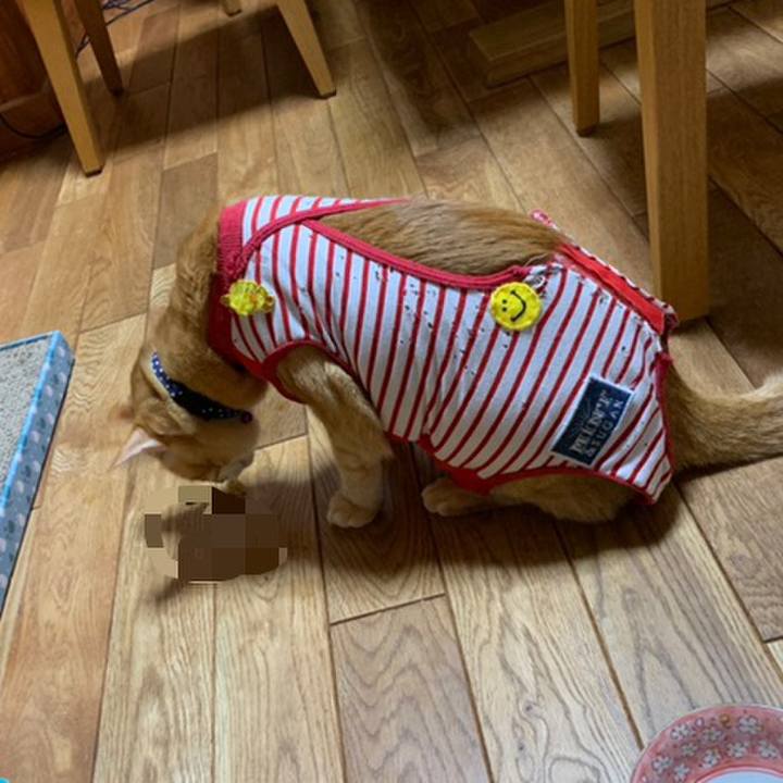 54b4ca05 57cb 4867 a3c1 b65f5931ce11 1588483616741