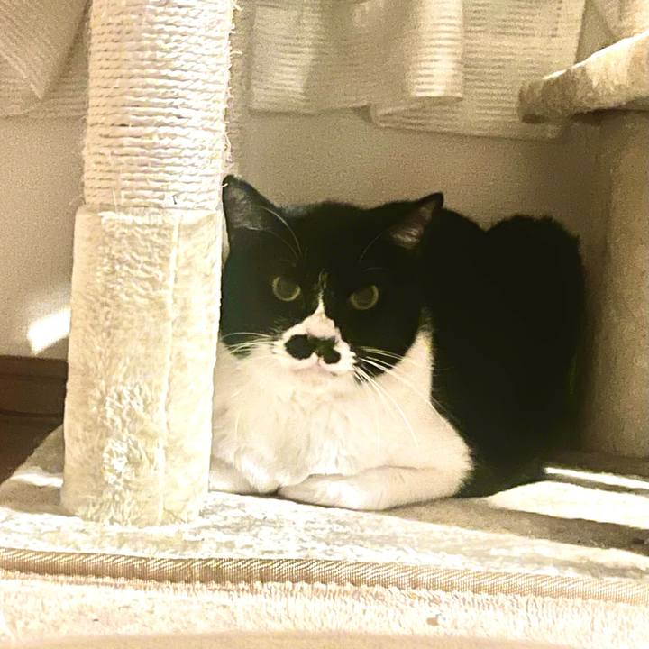 54b6068e 8213 4051 a599 9400728a354a 1704910497301