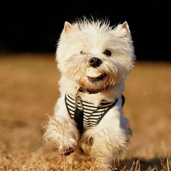 54b82c99 1c70 4eff 80ad 7ce11dd74670 1512388705279