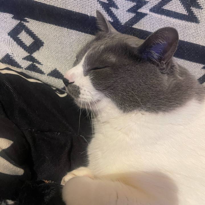 54bd6a7b 2235 4369 b4a0 4ebc20246696 1743769166691