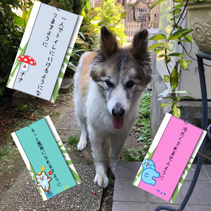 54bf2726 b764 46ad a385 92d023ed3a33 1530943136447