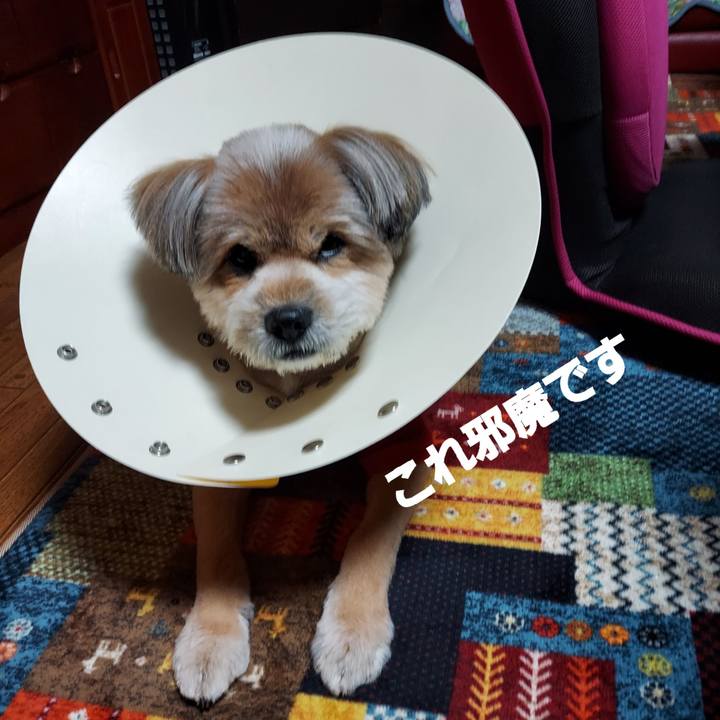 54bf728d 760e 4894 a5a8 f2aff0fd0365 1639224046426