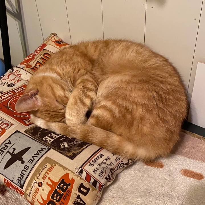 54bf896a 8ec3 4b71 9c38 ae2be121f258 1578533959395