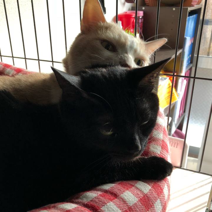 54bfa74e 39a3 4681 b0c7 f047ae924c7b 1518219399567