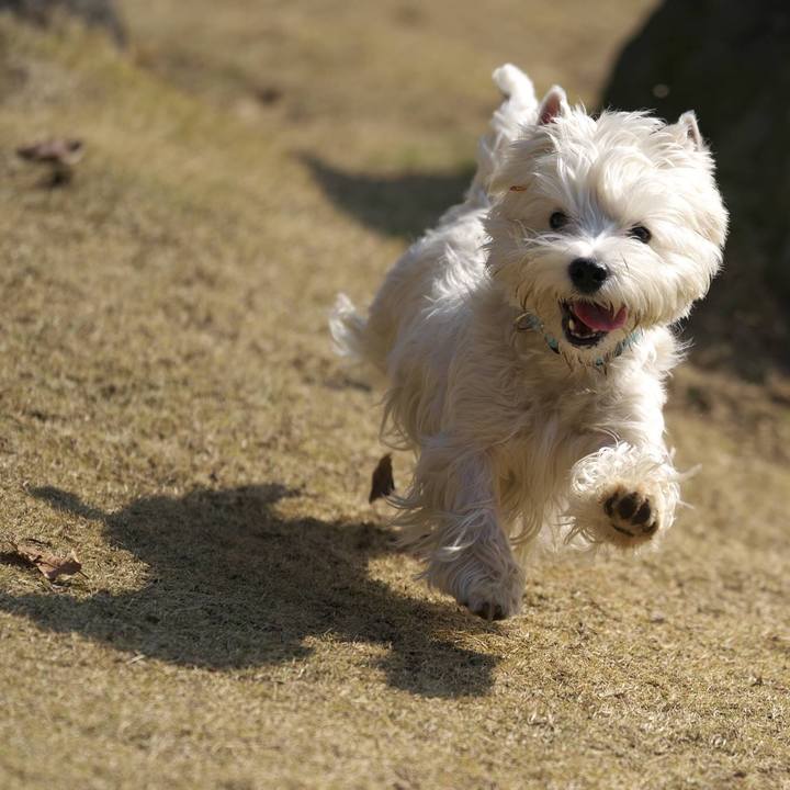 54c0ddbc f204 4ba4 a223 d997c59d8d1e 1517098931861