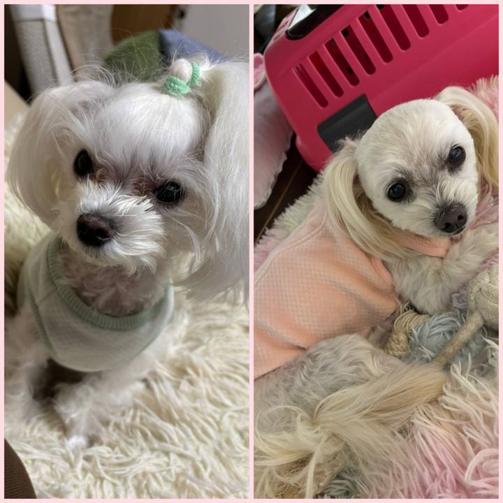 54c105d6 b035 4491 81cb cf007a079814 1767517248156