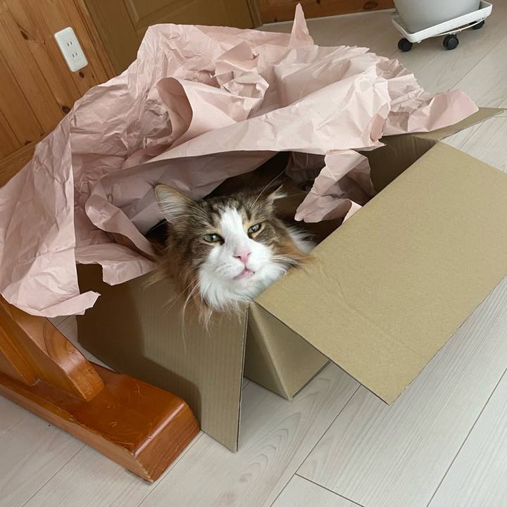 54c2b849 d0b8 4bfb 8a3c a0d7181e937b 1746322490366