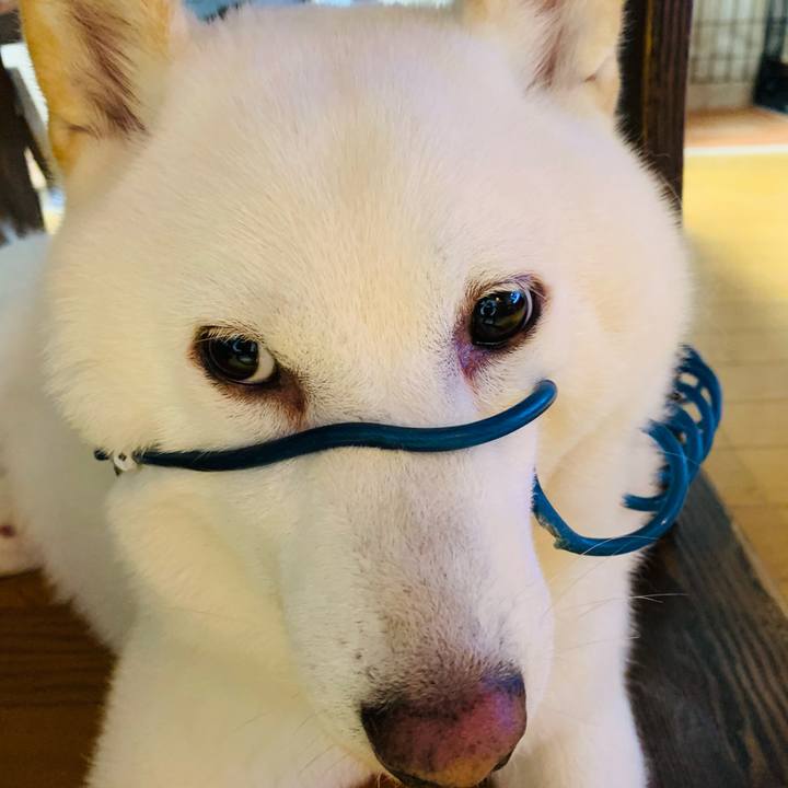 54c2ecff 8701 43cb a1a5 8c2001264932 1603404845274