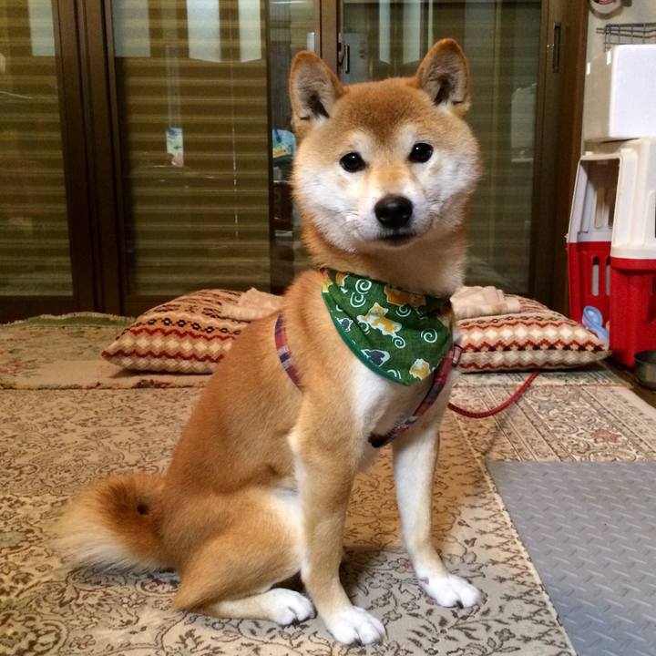 54c3951b 80e2 43c0 b050 24196518437a 1514708581420