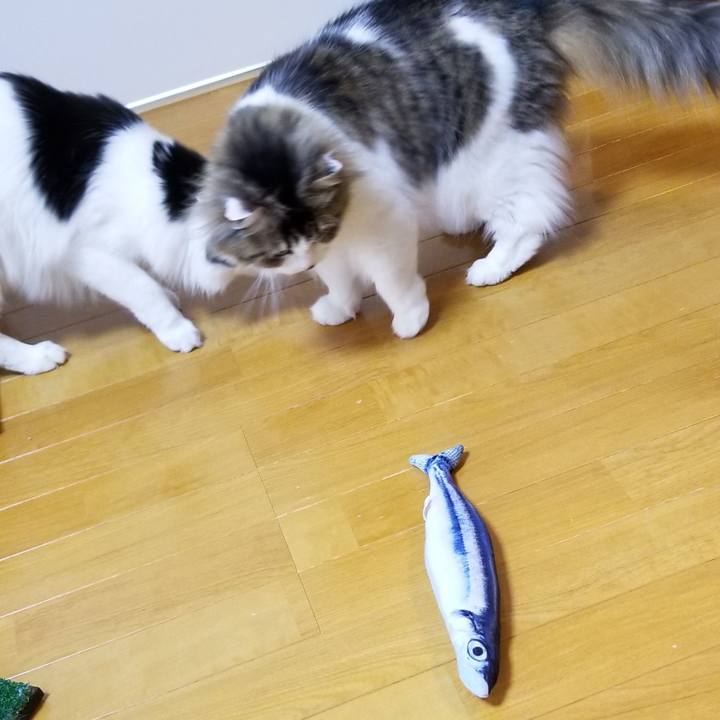 54c4daf6 2f40 44a0 8a9e 86ec43bb2979 1559729892493