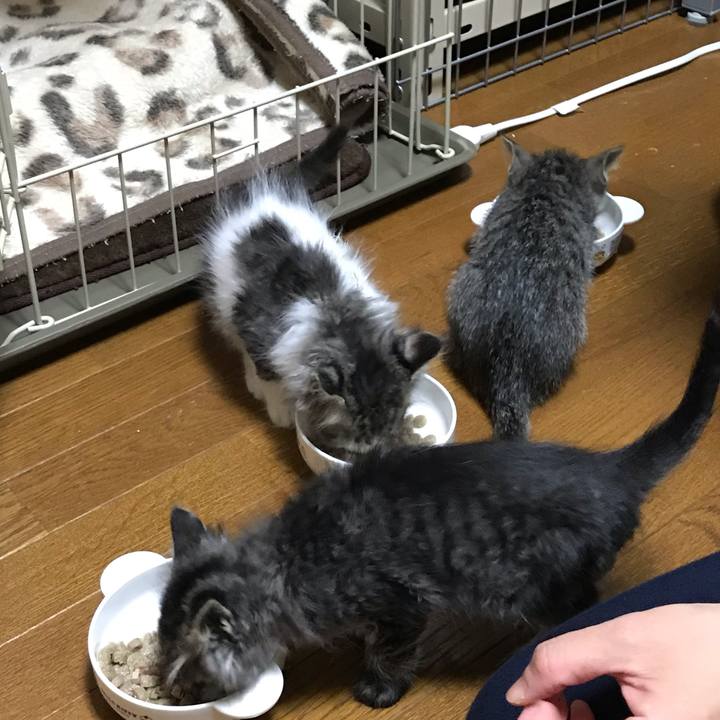 54c66878 41ad 462a a67e 89e1d6aa2093 1572569617367