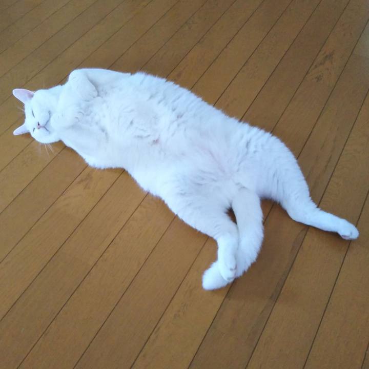 54c8f456 e2c1 41b7 89c8 06966c0e45e8 1628402671789