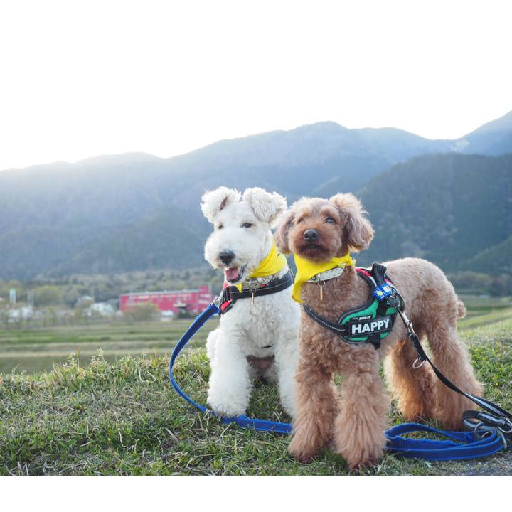 54c92a33 9f6b 4002 b051 a2259ef3a274 1555809418039