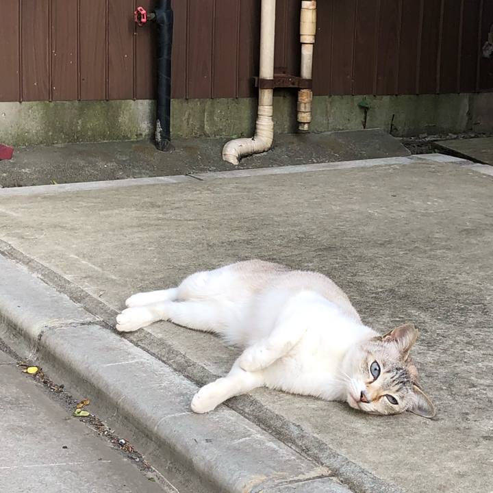 54c96f6b b408 4c1b 8b17 16da32a10a4a 1560777448935