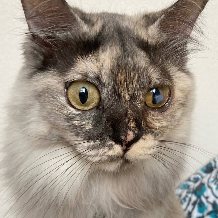 54ca507d a8da 4439 9577 5229fc84ea79 1759539177435