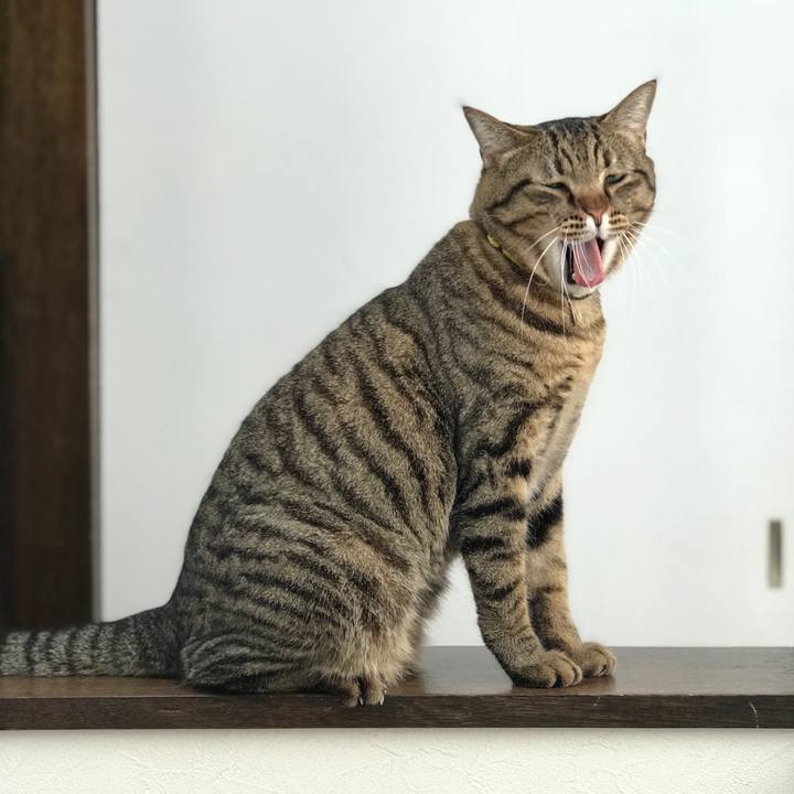 54cb2044 34cf 4903 9c40 440cec79529a 1540455876186