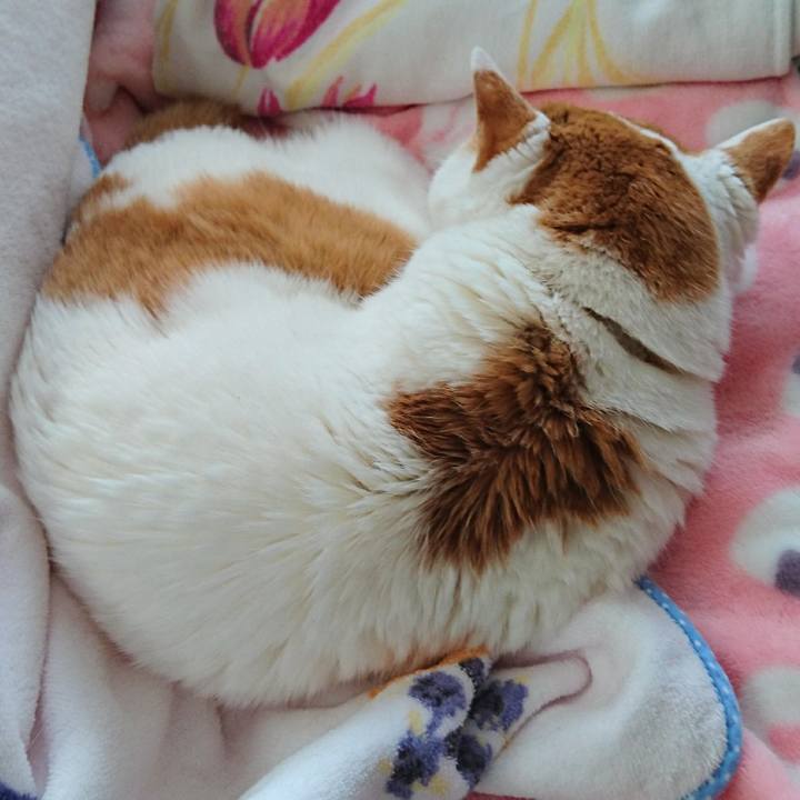 54cb9912 1550 47ef 860c aa644edf987d 1546495478820