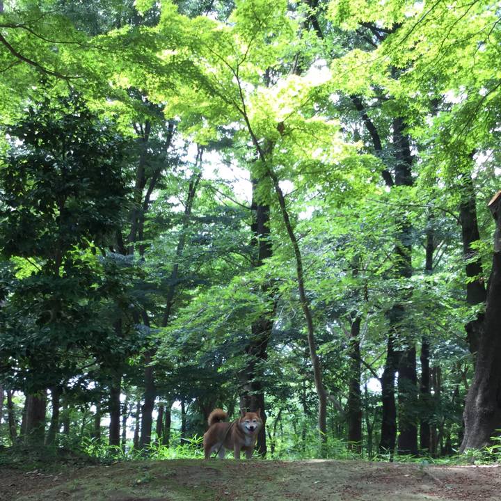 54cc15dc 1d66 4af3 914d 9e60b6415562 1591938502602