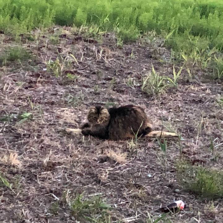 54cd0ad7 b0ef 4ee9 8e90 4a05b263764f 1619348511562