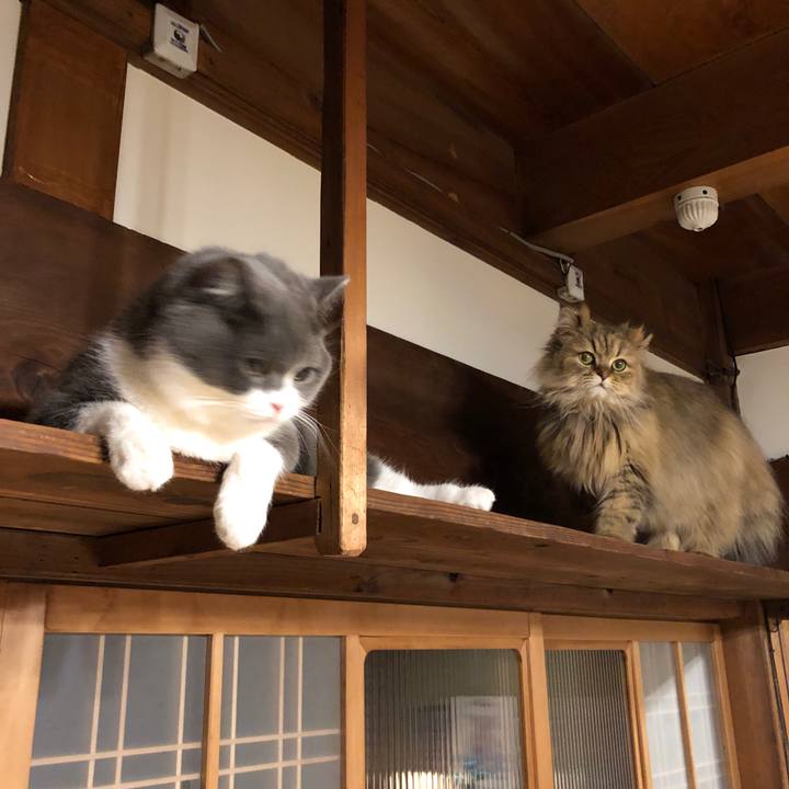 54cd46d9 bd06 4f8d b4df 0931d09aed01 1553678422984